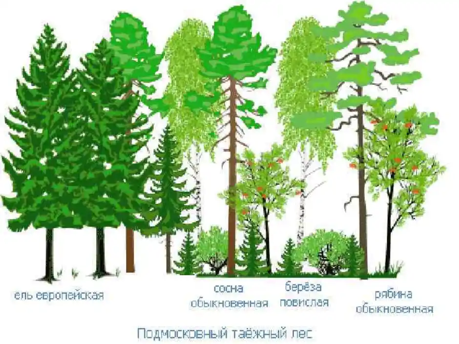 Нарисовать тайгу смешанный и широколиственный лес. Тайга смешанный лес широколиственный лес. Тайга смешанныйф широколистный лес. Тайга смешанный лес широколиственный лес рисунок. Тайга с мешанным и широколиственный лес.