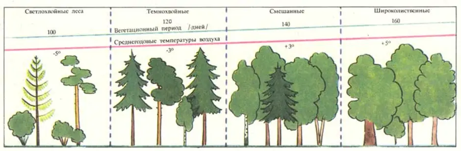 Как нарисовать широколиственный лес. Тайга смешанный лес широколиственный лес 4 класс. Тайга смешанный и широколиственный лес 4 класс. Нарисовать тайгу смешанный и широколиственный лес. Рисунок тайги смешанный и широколиственный.