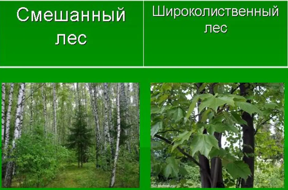 Смешанные и широколиственные леса рисунок 4 класс. Тайга смешанный лес широколиственный лес. Нарисованный смешанный лес и широколиственный лес. Тайга смешанный лес широколиственный лес рисунок. Смешанный и широколистный лес рисунок.