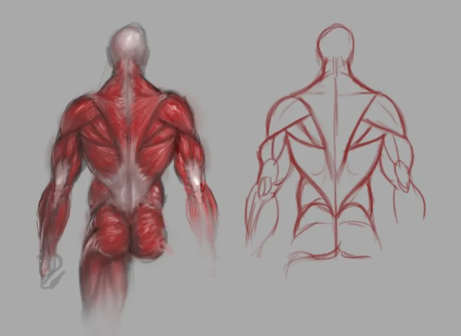 Анатомия человека для рисования мышцы