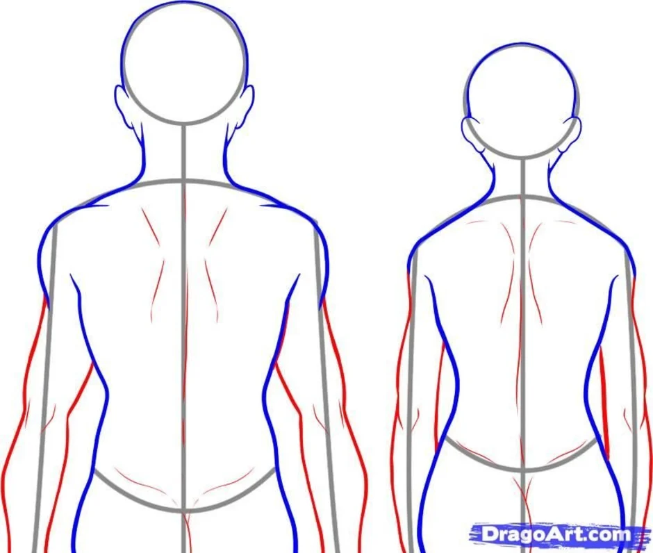 Тело в ней легко. Анатомия спины для рисования. Человек рисует со спины. Нарисовать человека со спины.