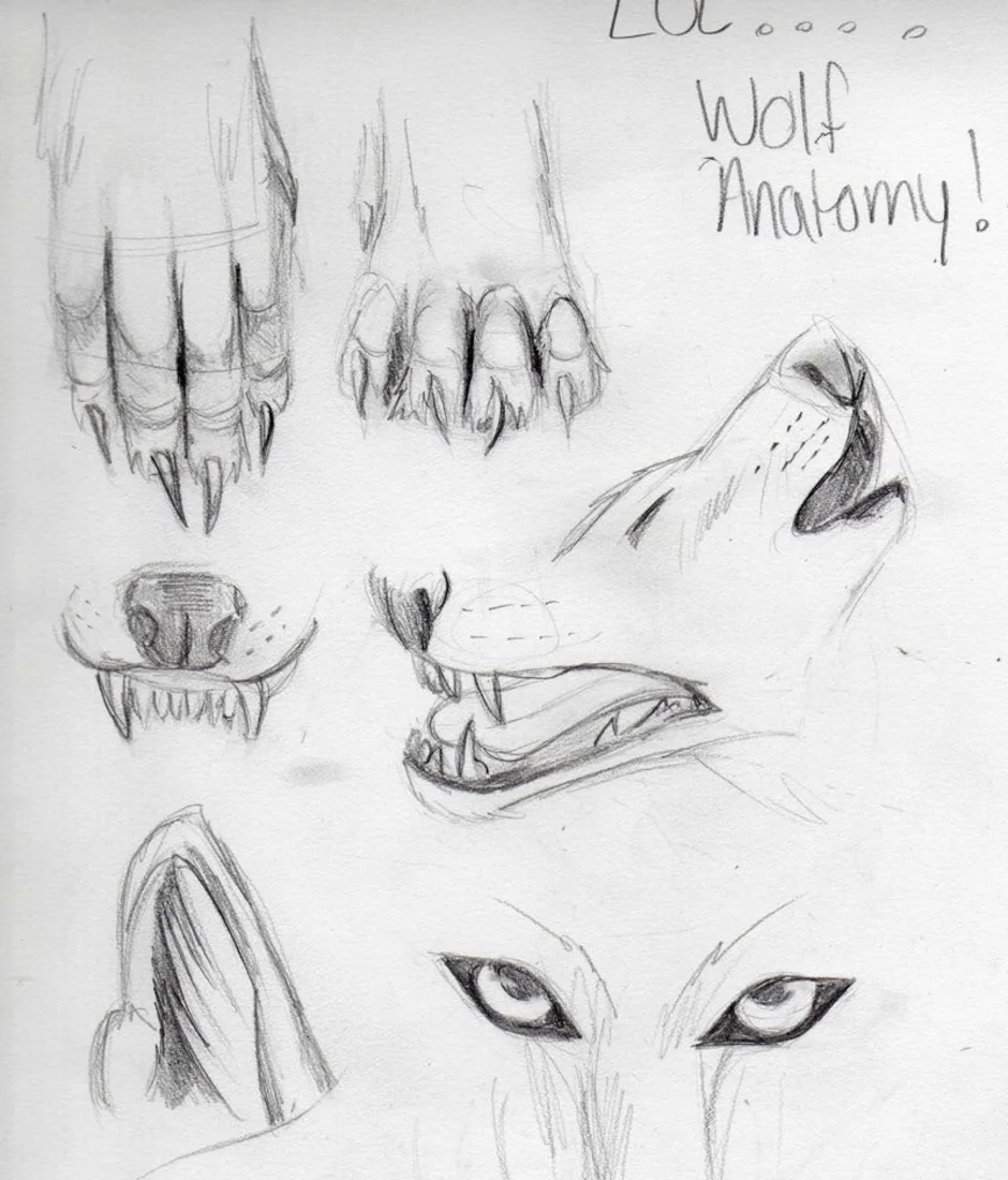 Пасть разбор. Анатомия волка. Зарисовки фурри карандашом. Глаз волка анатомия. Анатомия фурри для рисования.
