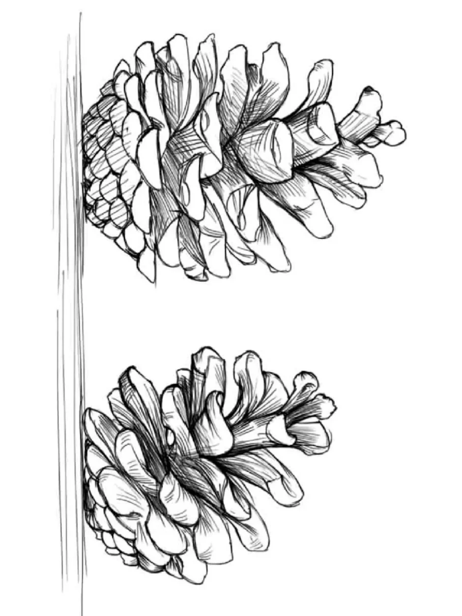 Рисуем еловую шишку. Шишка раскраска. Рисование шишки. Шишки карандашом. Зарисовки шишек.