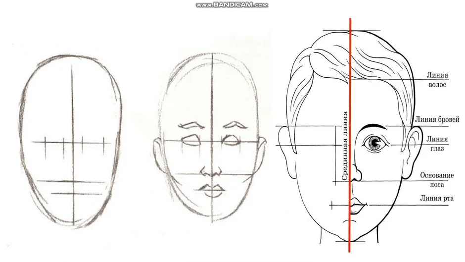 Схема построения лица человека для рисования
