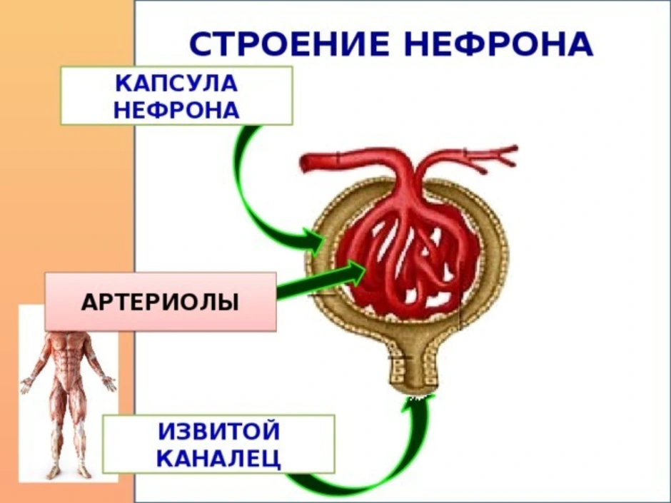 Капсула клубочка нефрона. Капсула нефрона анатомия. Строение нефрона капсула нефрона. Строение нефрона 8 класс биология. Строение почки капсула нефрона