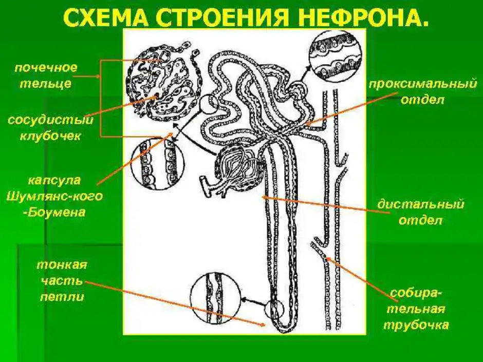 Нефрон рисунок с подписями