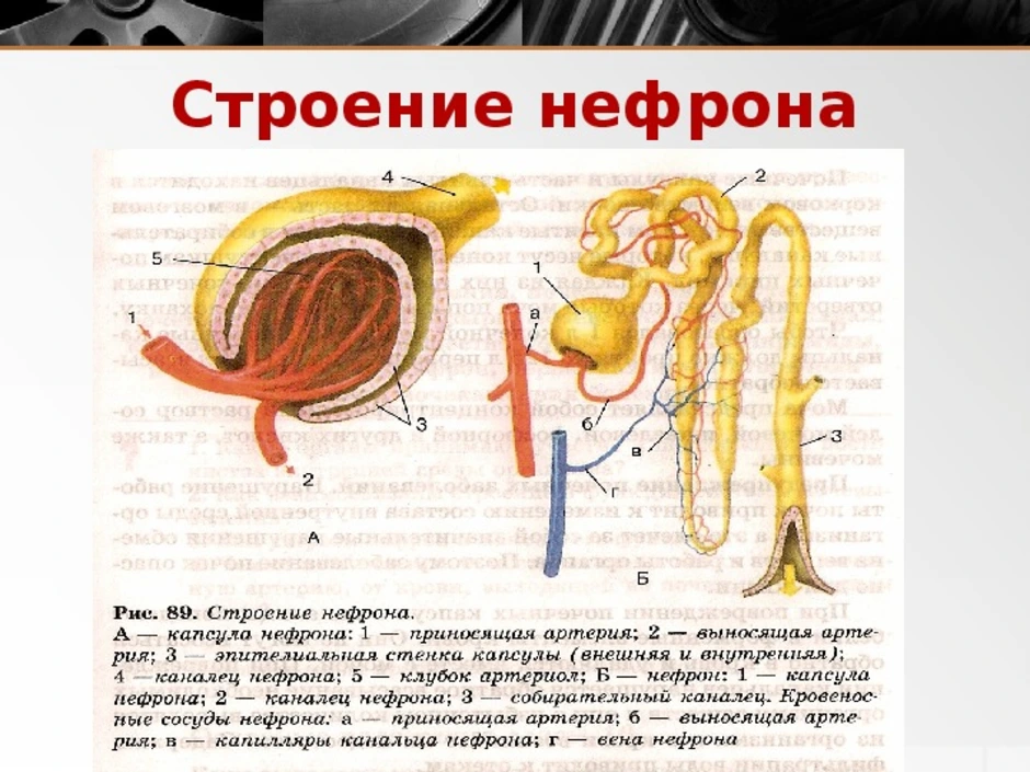 Рисунок капсула нефрона