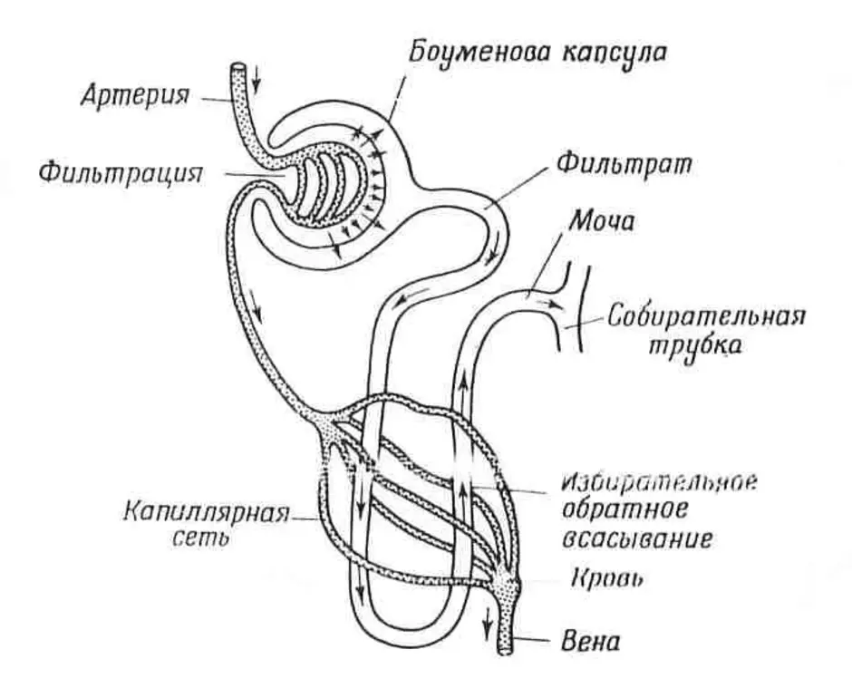 Капиллярная капсула