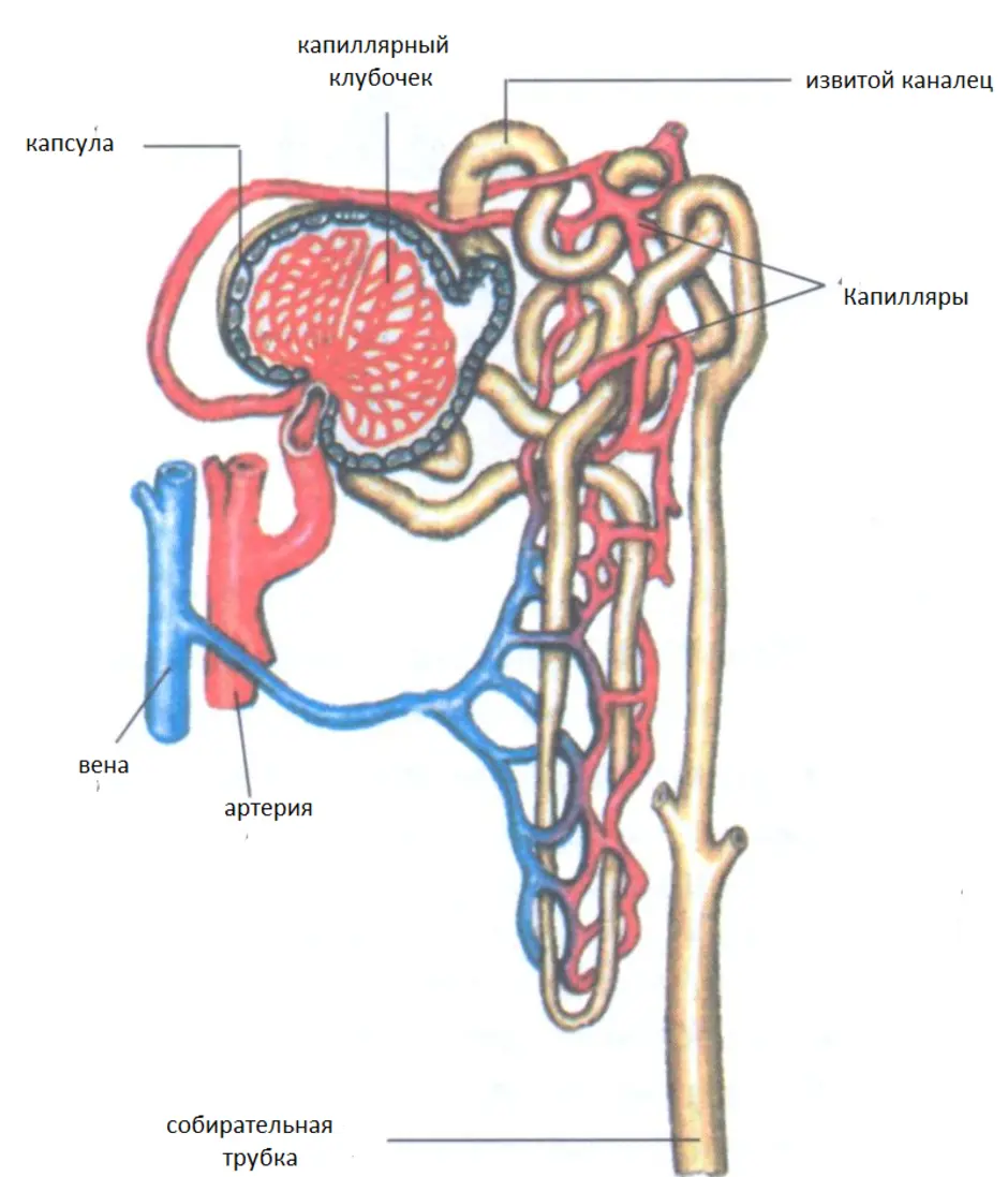 Вена артерия мочеточник. Строение нефрона почки. Мочевыделительная система нефрон. Нефрон почки анатомия. Строение нефрона анатомия.
