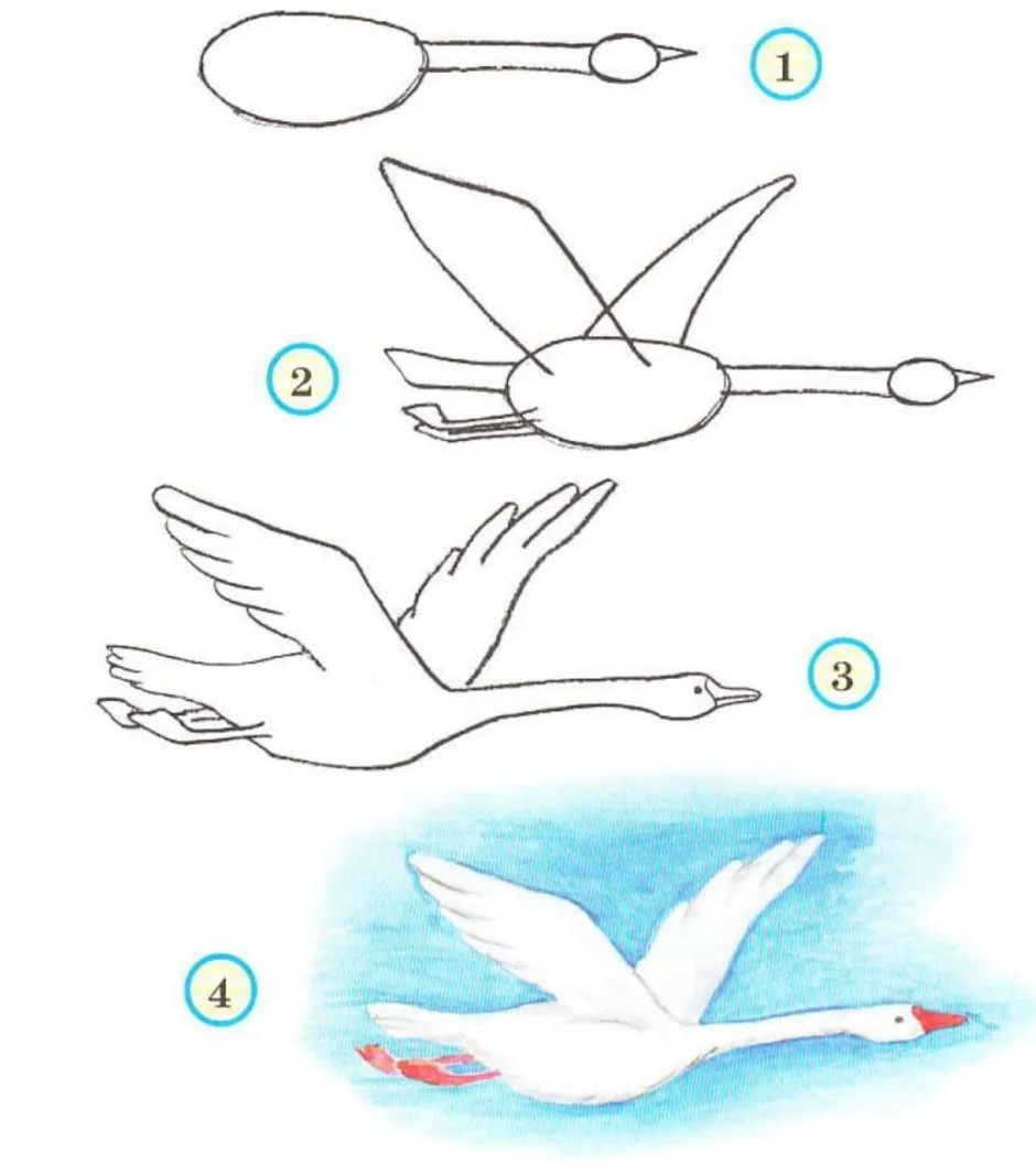 Как рисовать лебедя поэтапно для детей