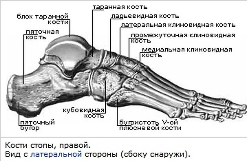 Анатомия костей стопы человека в картинках