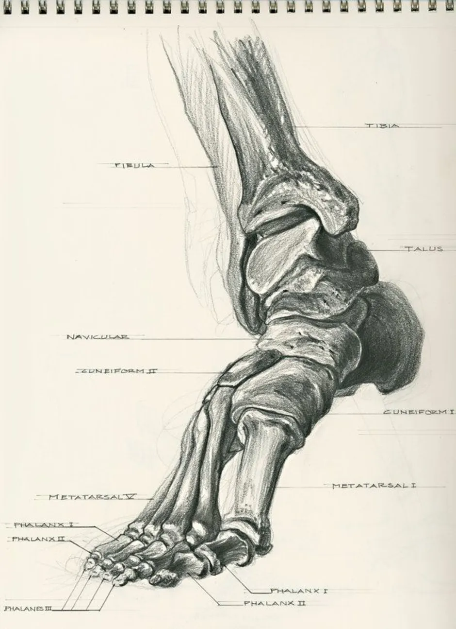 Кости стопы человека рисунок