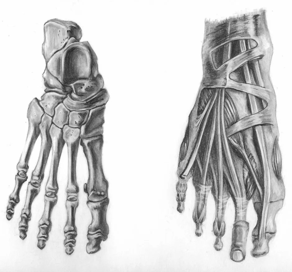 Рисунок кости ноги человека