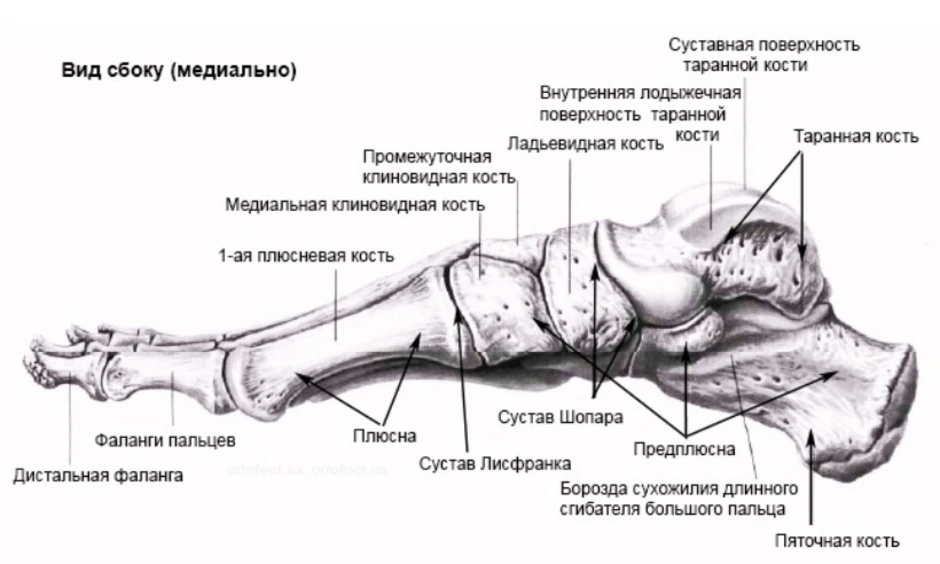 Строение стопы фото рисунок схема кости