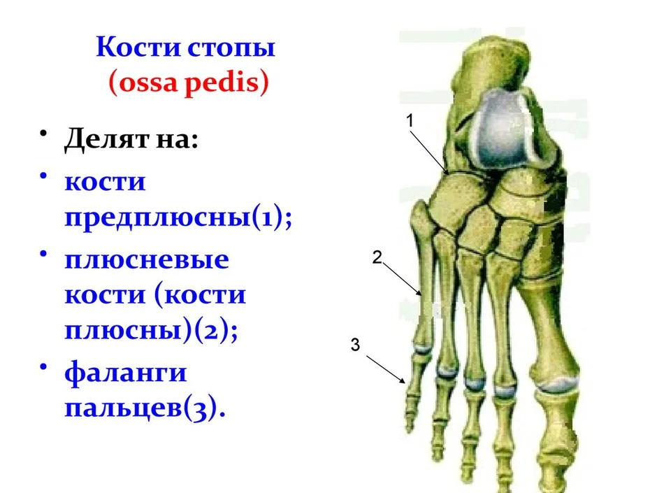 Название костей стопы с рисунком