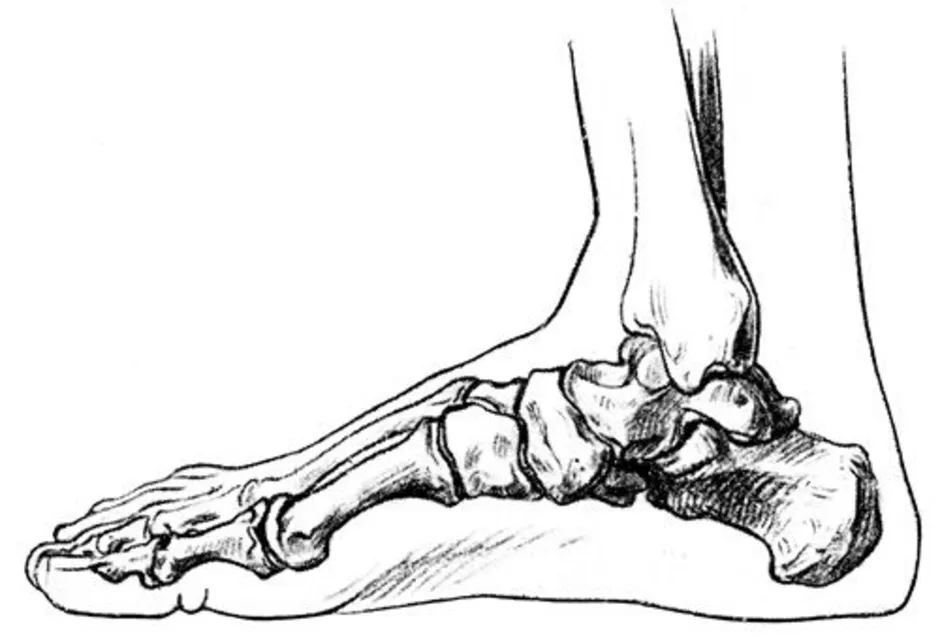 Foot side. Стопа анатомия строение кости. Пяточная кость анатомия рисунок. Скелет стопы сбоку. Кости стопы человека анатомия.