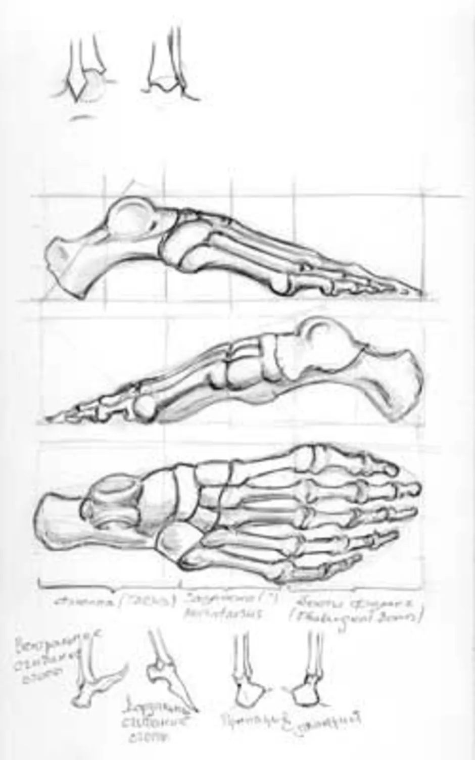 Стопа рисунок скелет