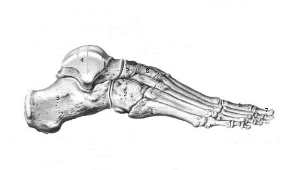 Анатомия таранной. Кость стопы анатомия. Кости стопы вид сбоку анатомия. Кости стопы анатомия латерально. Стопа вид сбоку анатомия.