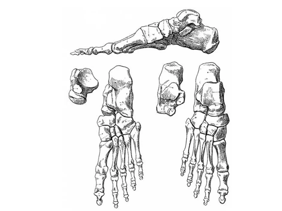 Кости стопы человека рисунок