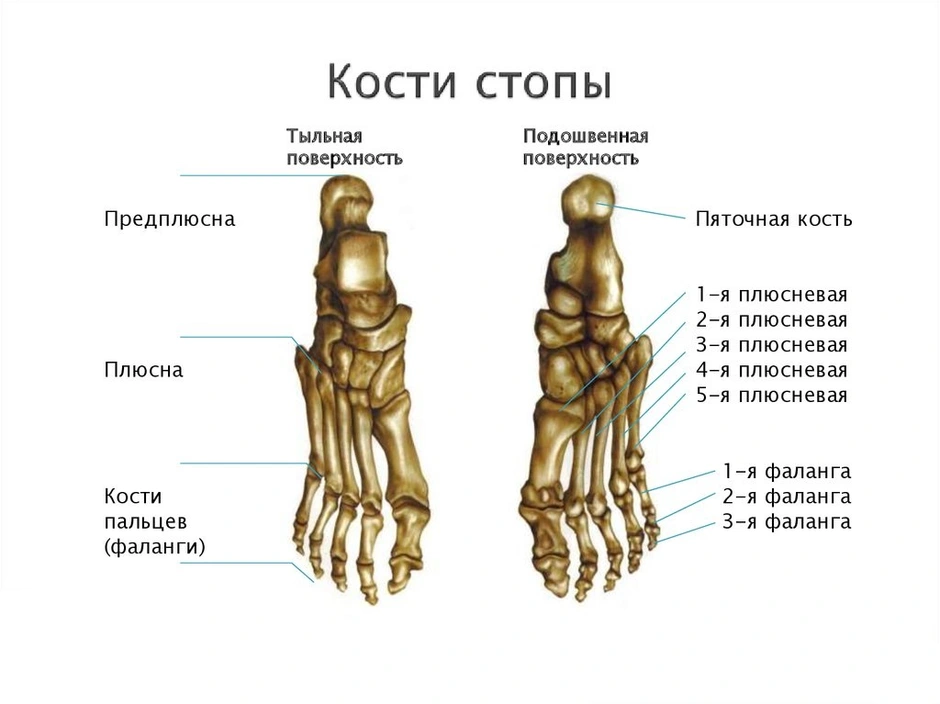 Суставы стопы анатомия человека рисунок с подписями