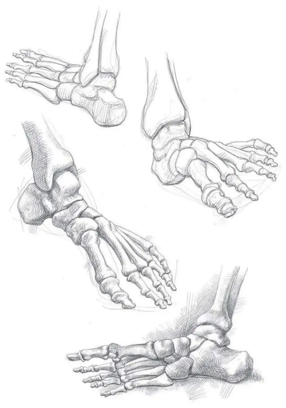 Ступня анатомия. Кости стопы анатомия. Кости стопы Академический рисунок. Кости стопы руки человека анатомия. Кость стопы анатомия рисунок.