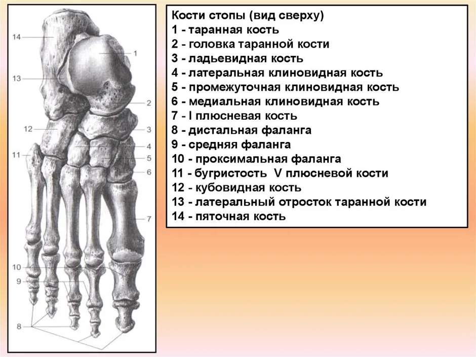 Кости стопы человека рисунок