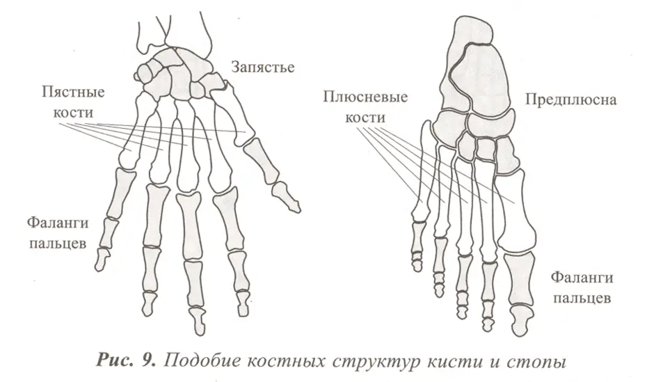 Кисти стопы. Кости плюсны кисти. Кости пясти плюсны. Плюсневая кость кисти. Плюсна предплюсна фаланги пальцев.