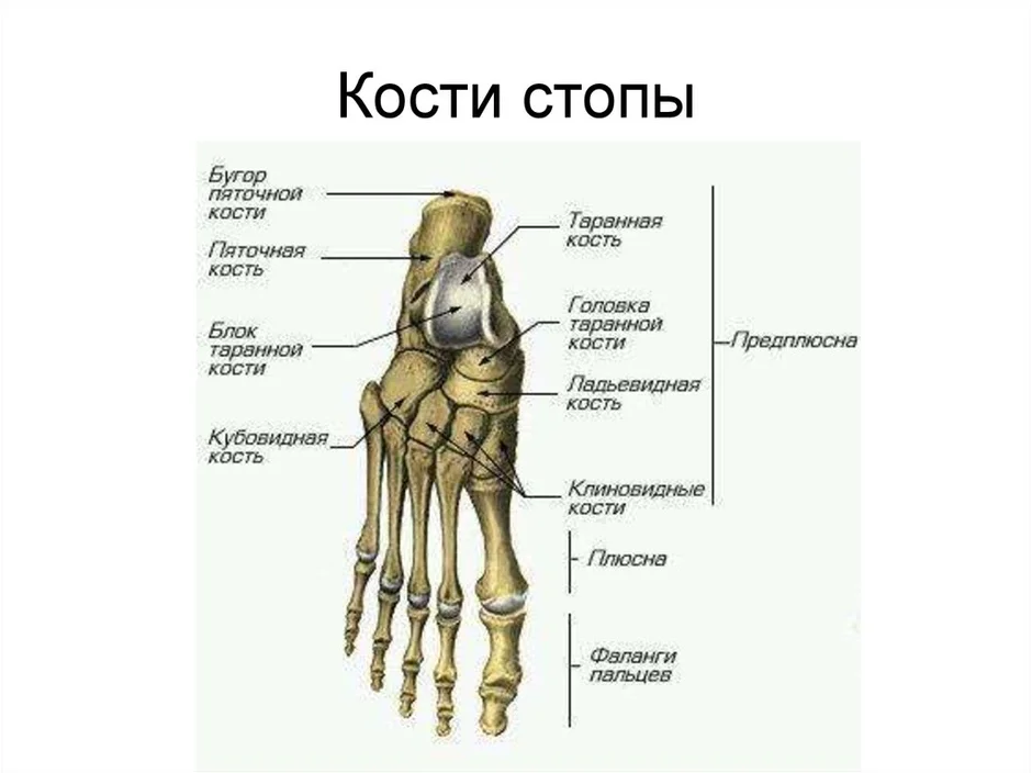 Название костей стопы с рисунком