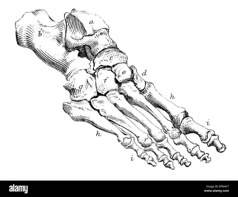 Стопа человека кости анатомия рисунок с надписями