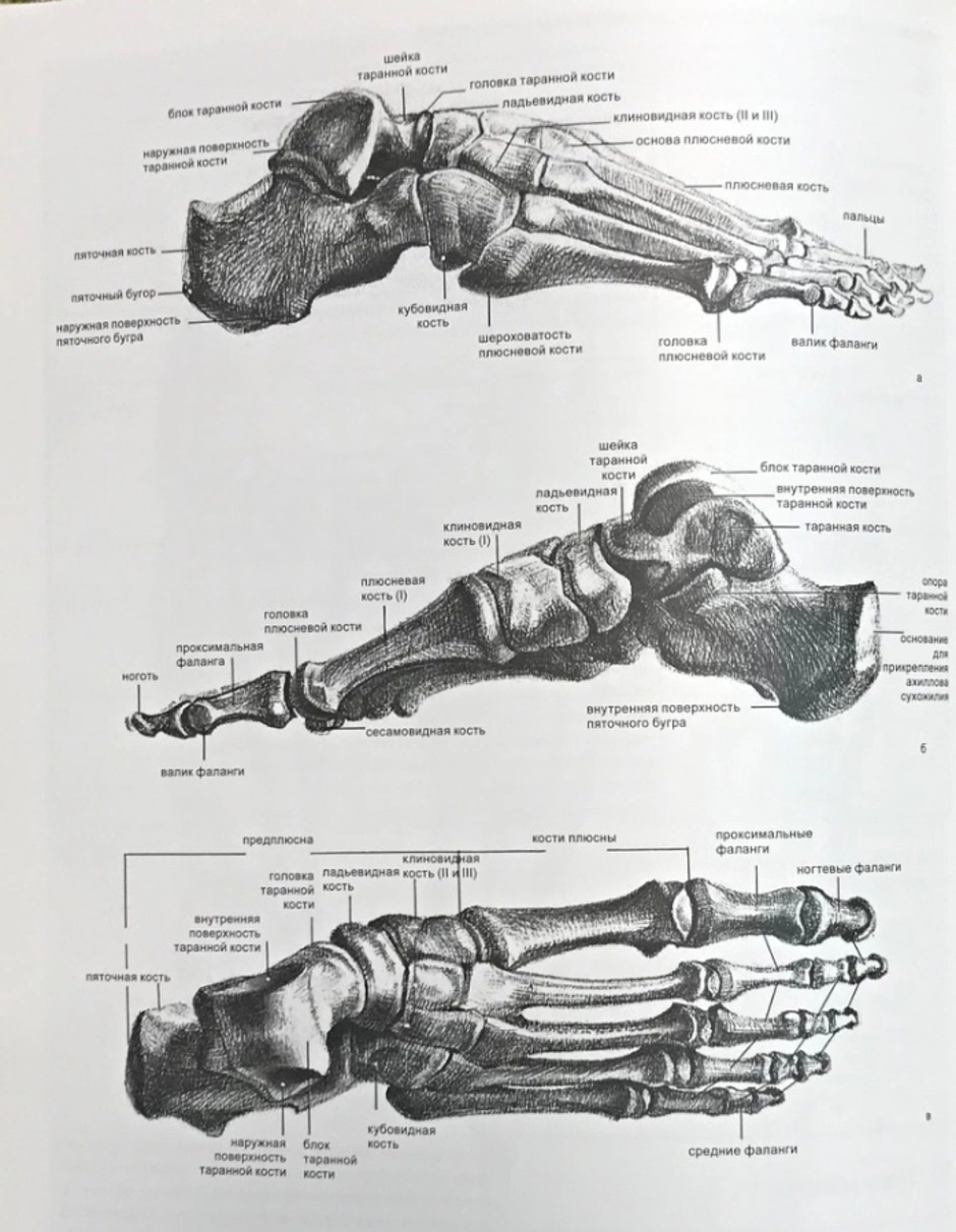 Стопа кости анатомия картинки