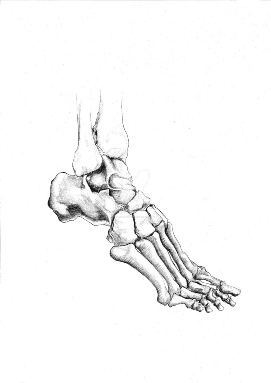 Рисунок кости ноги человека