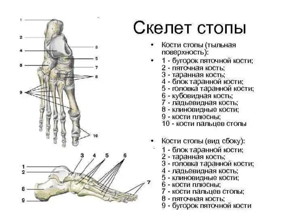 Строение ступни ноги человека фото с описанием
