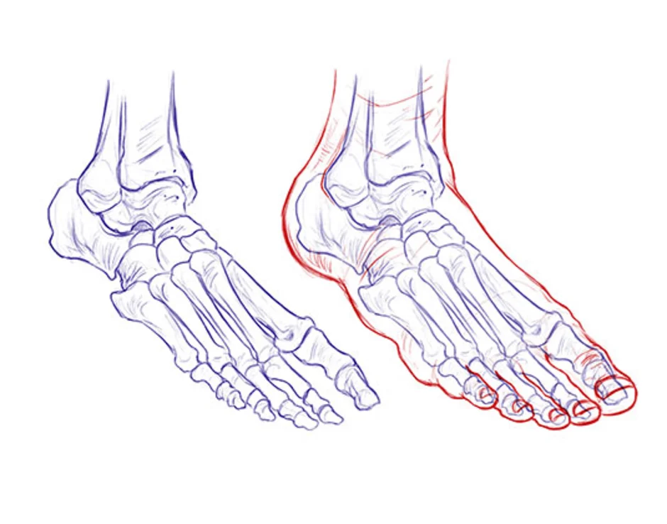 Анатомия ступни человека в картинках