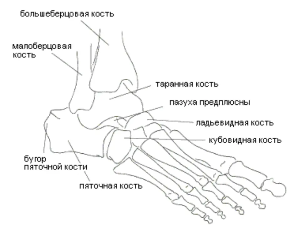 Строение ступни ноги человека фото с описанием