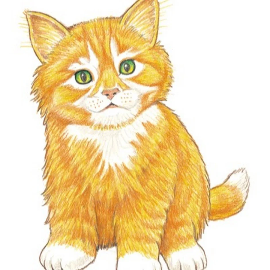 Цветная картинка котика. Кошка для дошкольников. Кошка рисунок. Котёнок рисунок для детей. Изображение кошки для детей.