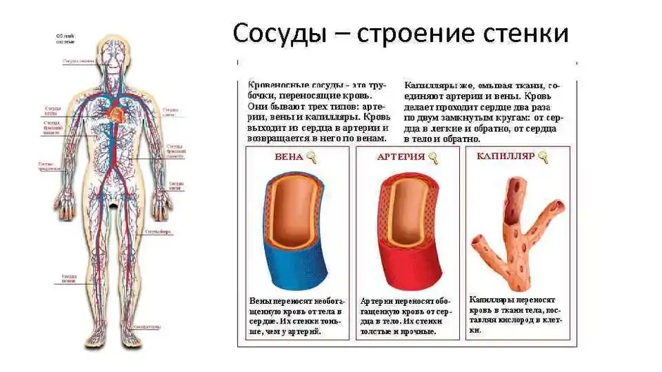 План строения кровеносных сосудов