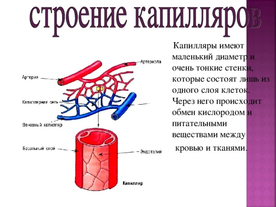 Нитевидный кровеносный сосуд. Строение стенок капиляр. Кровеносные капилляры строение и функции. Строение стенки прекапиляра. Строение стенки капилляра физиология.