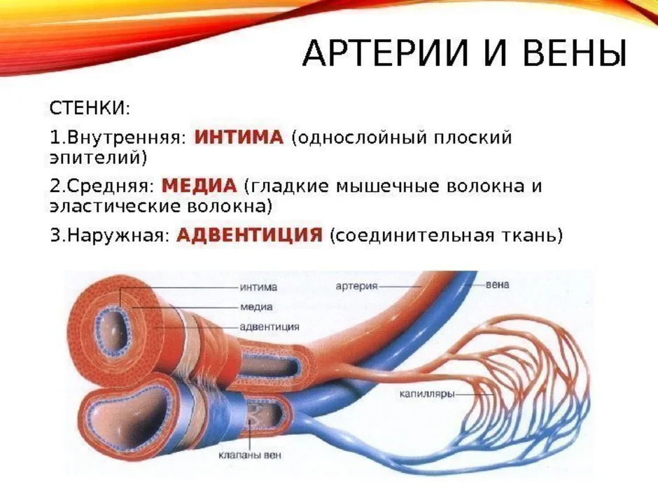 Мышечный слой артерий и вен. Строение кровеносных сосудов анатомия. Оболочки стенки артерии схема. Внутреннее строение кровеносных сосудов. Строение кровеносных сосудов Вена.