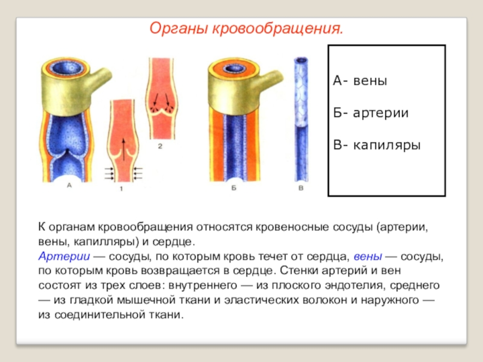 Какой их кровеносных сосудов изображенных на рисунке играет основную роль в обменных процессах