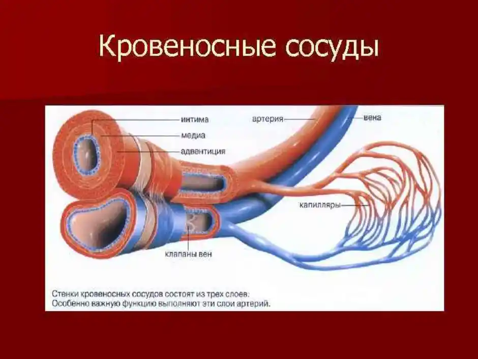 Три слоя артерий. Строение сосудов артерия и Вена. Кровеносная система сосуды артерии вены. Строение кровеносных сосудов артерии вены. Кровеносная система артерии вены капилляры.