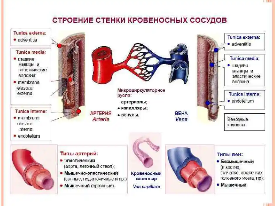 Строение артерий вен и капилляров рисунок