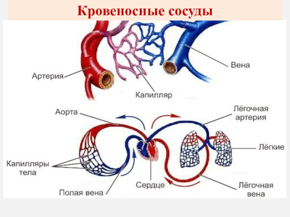 Выберите один ответ какой сосуд изображен на рисунке артерия вена капилляр аорта