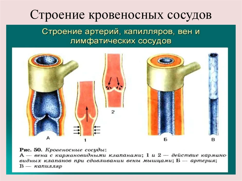 План строения кровеносных сосудов