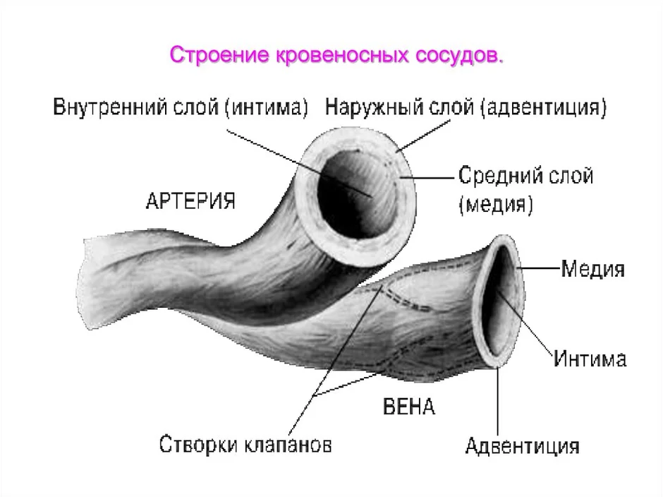 Строение кровеносных сосудов рисунок