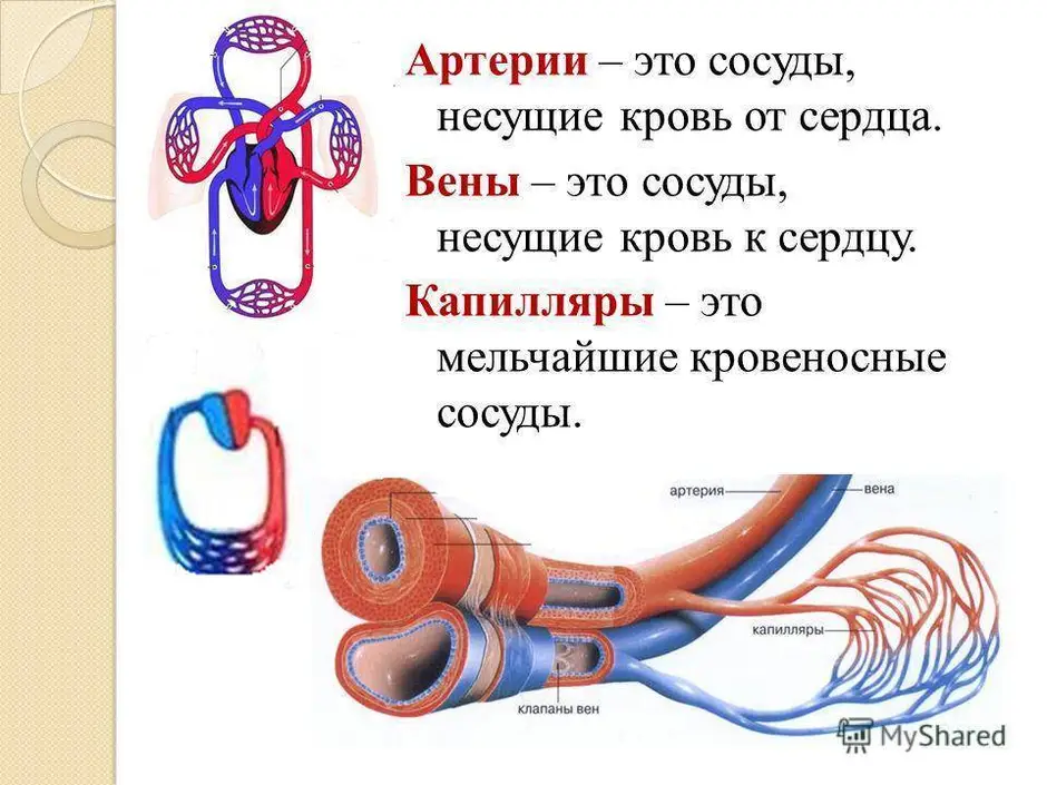 Схема сосудов человека