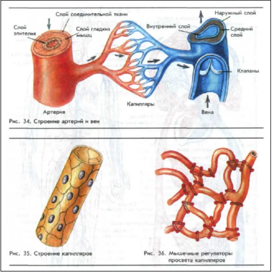 Строение кровеносных сосудов рисунок