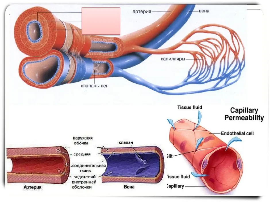 Строение артерий вен и капилляров рисунок