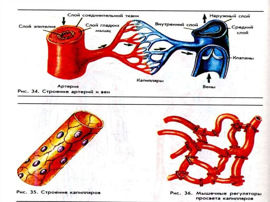 Строение кровеносных сосудов рисунок