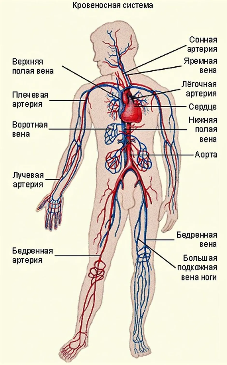Почему пульсирует вена. Венозная и артериальная система человека схема. Кровеносные сосуды человека схема артерии вены. Кровеносная система состоит из сердца и кровеносных сосудов. Кровеносная система сосуды артерии вены.