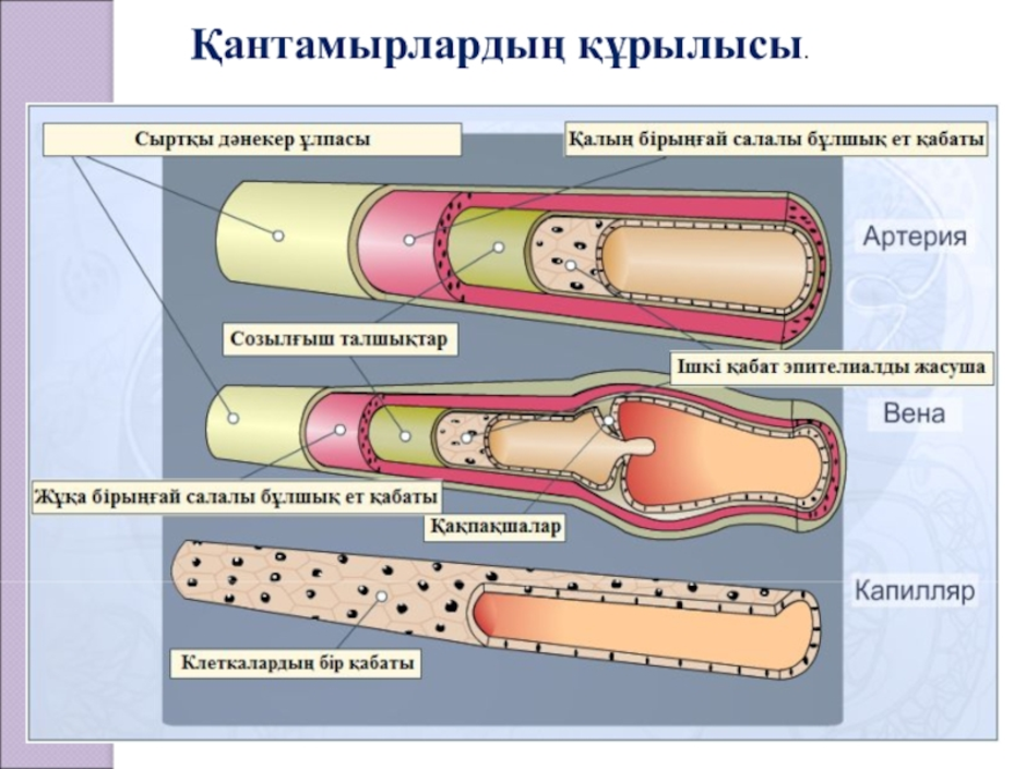 Артерии вены капилляры слои. Схема строения кровеносных сосудов. Строение стенки артерии и вены капилляры. Строение кровеносных сосудов капилляры. Строение кровеносных сосудов артерии вены.
